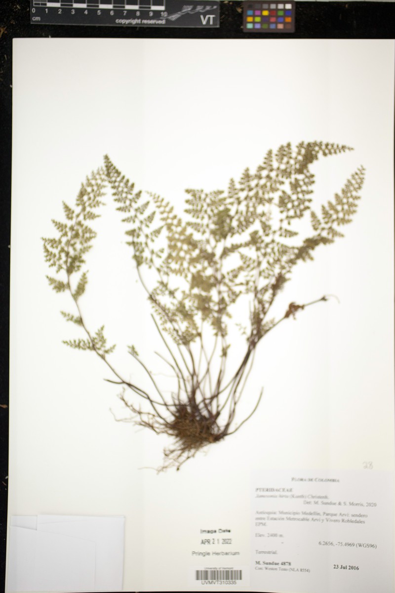 Jamesonia hirta photo 3