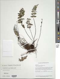 Chestnuthair Fern