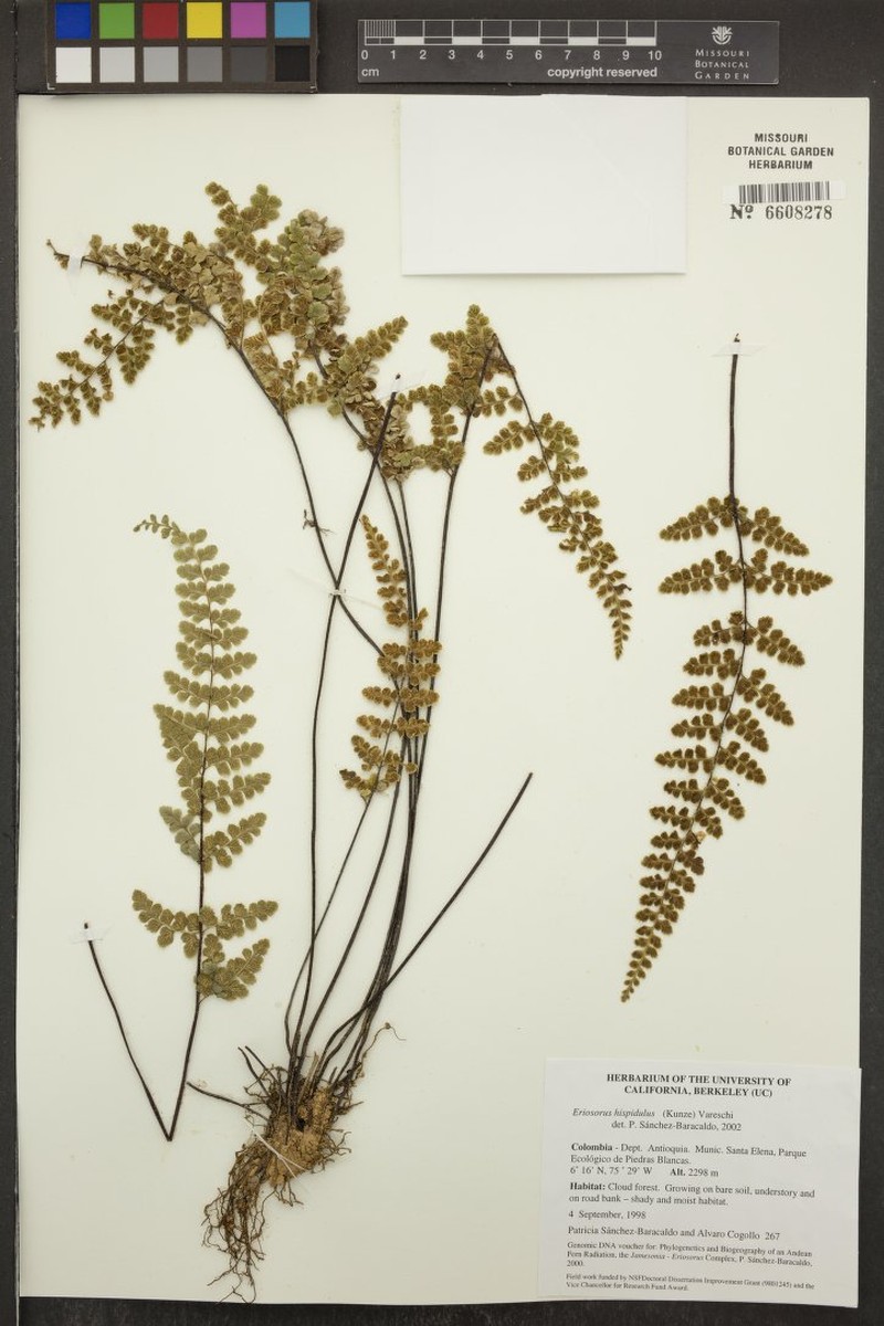Chestnuthair Fern photo 2