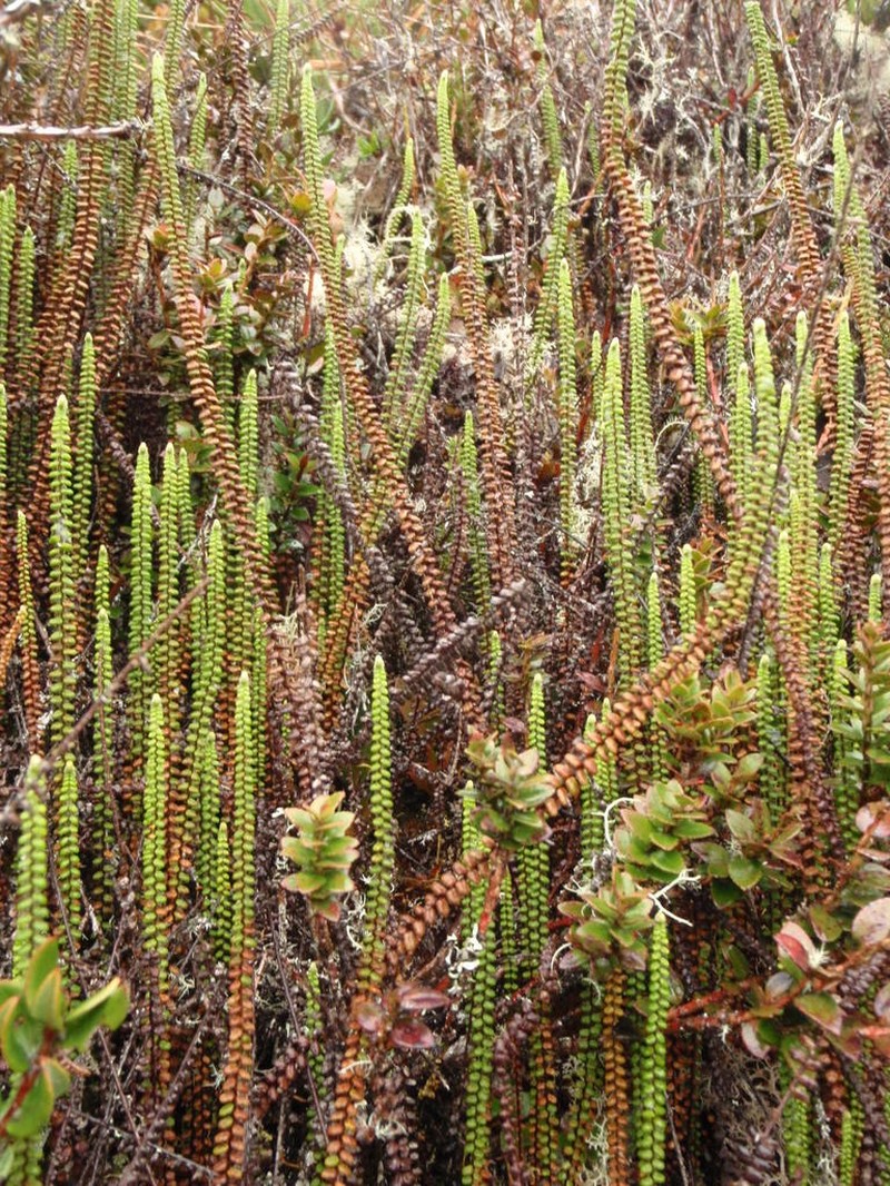 Jamesonia imbricata photo 2