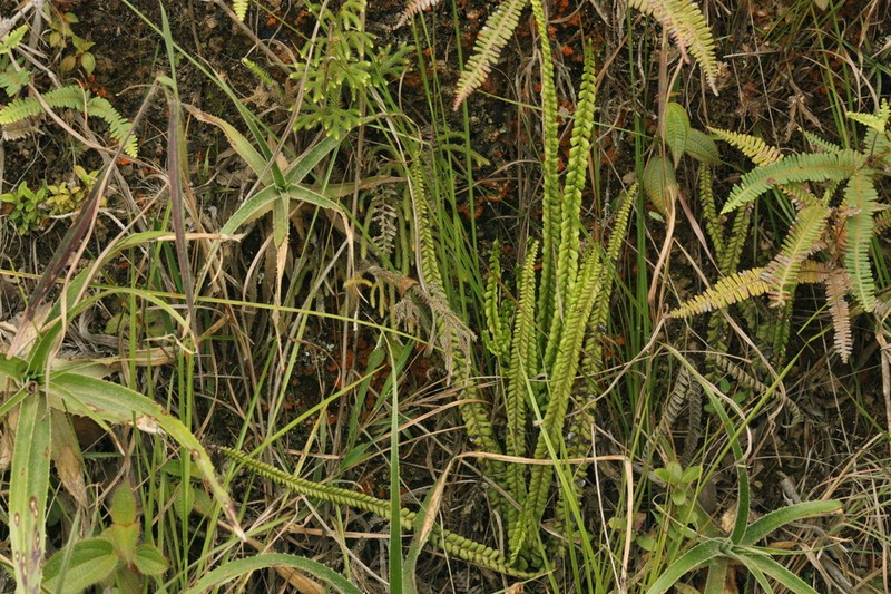 Jamesonia imbricata photo 3