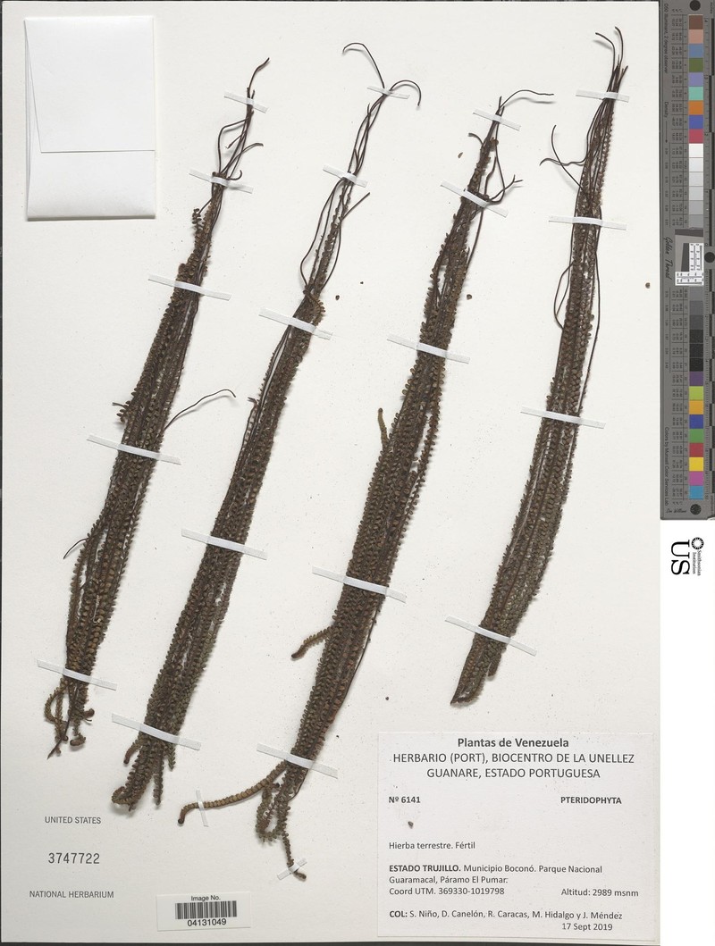 Jamesonia imbricata photo 4