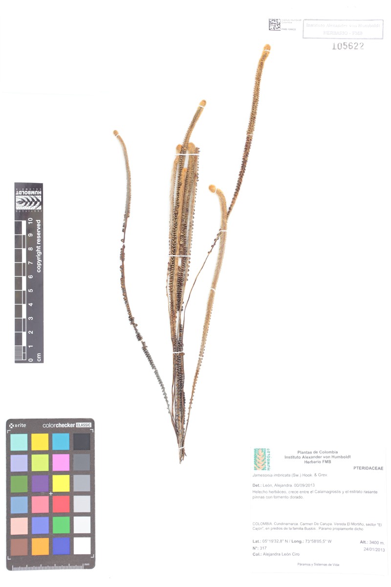 Jamesonia imbricata photo 5