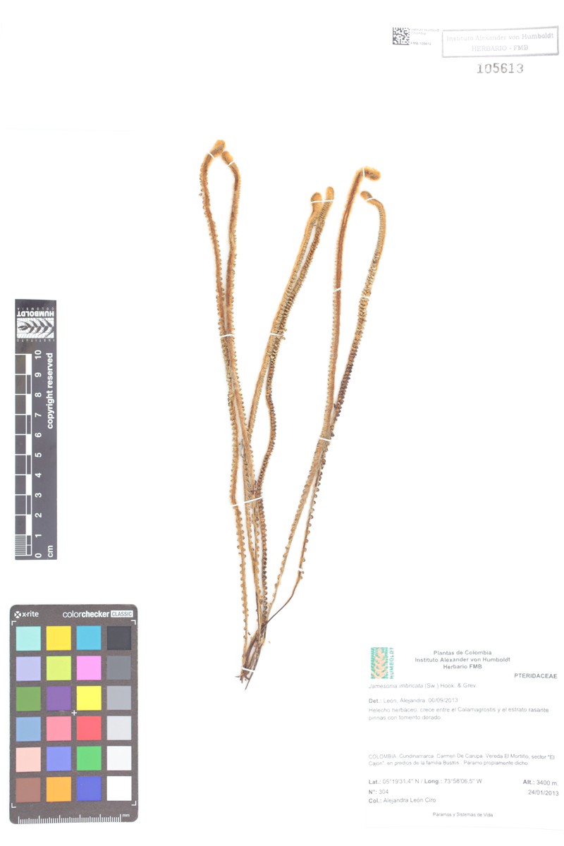 Jamesonia imbricata photo 6