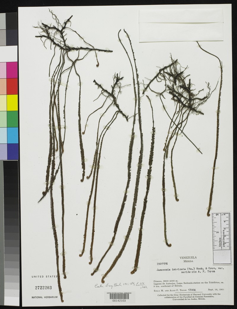Jamesonia imbricata