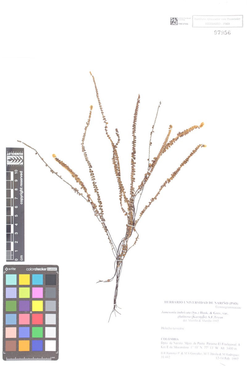 Jamesonia imbricata var. glutinosa