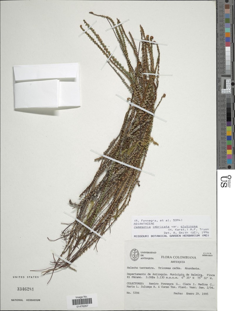 Jamesonia imbricata var. glutinosa photo 2