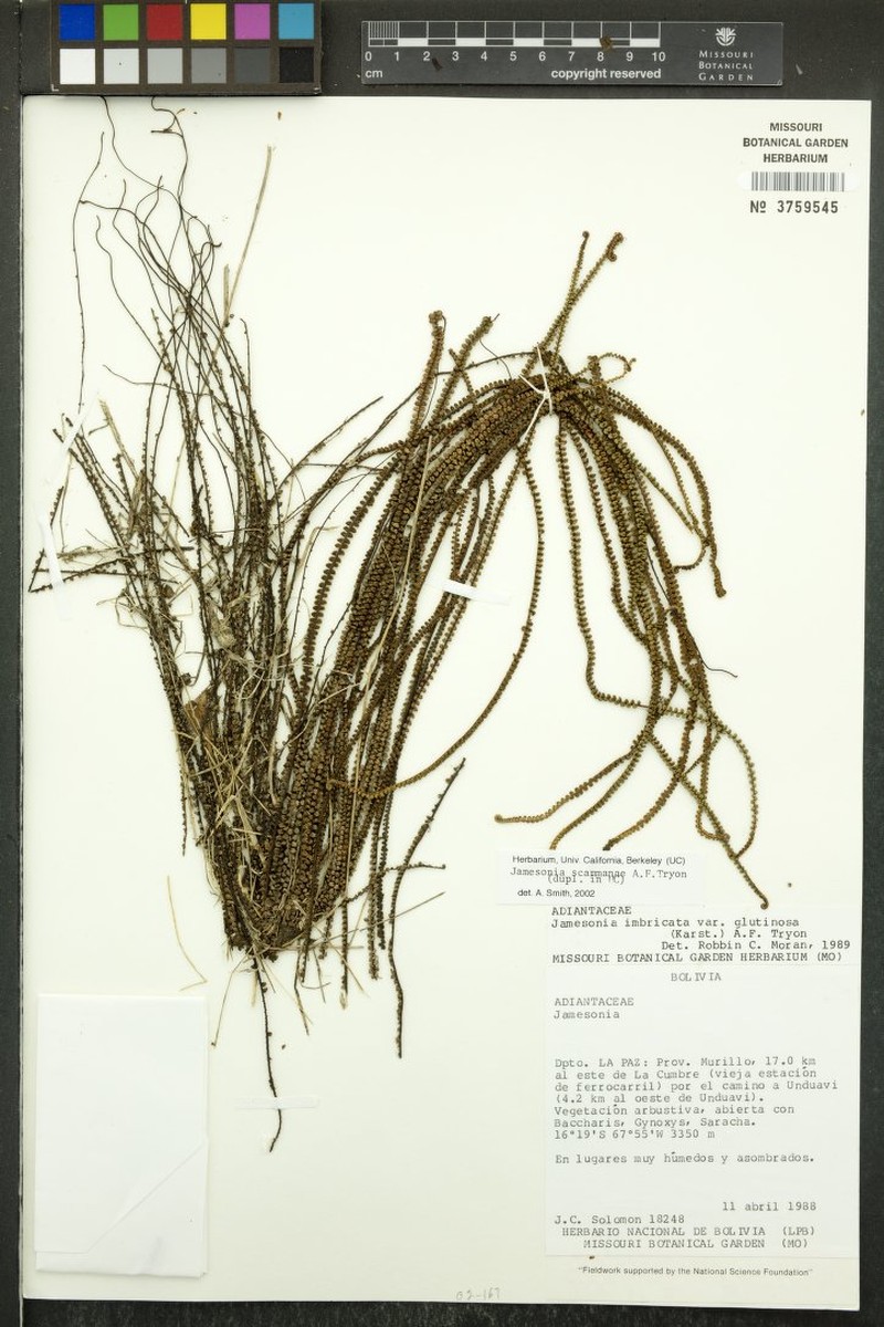 Jamesonia imbricata var. glutinosa photo 3
