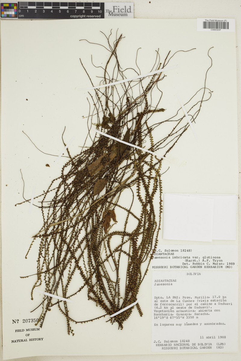 Jamesonia imbricata var. glutinosa photo 4