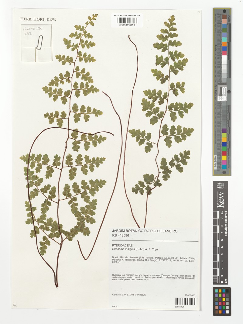 Jamesonia insignis