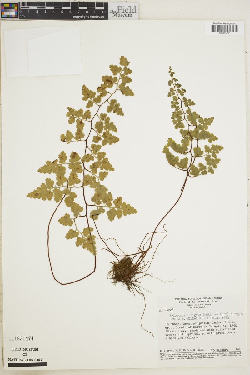Jamesonia insignis photo 2
