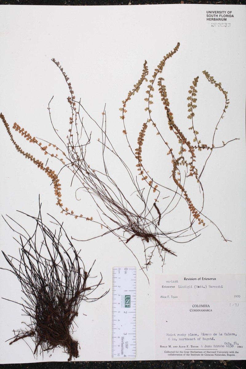 Jamesonia lindigii