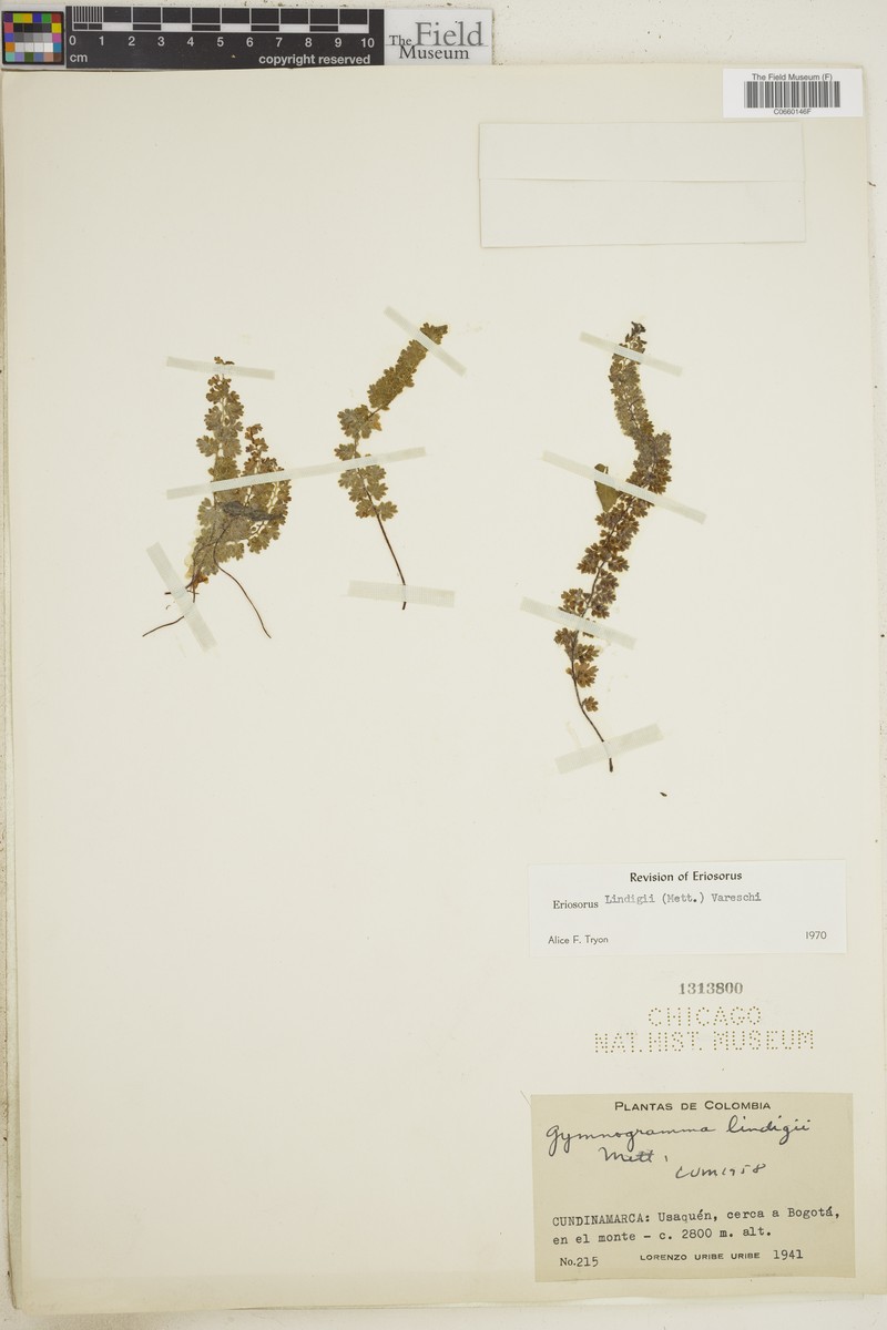 Jamesonia lindigii photo 2