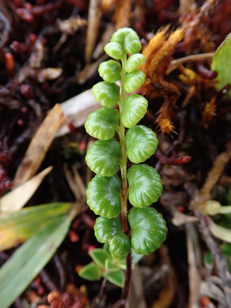 Jamesonia longipetiolata
