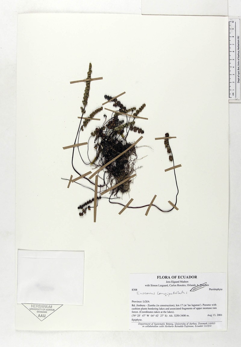 Jamesonia longipetiolata photo 4