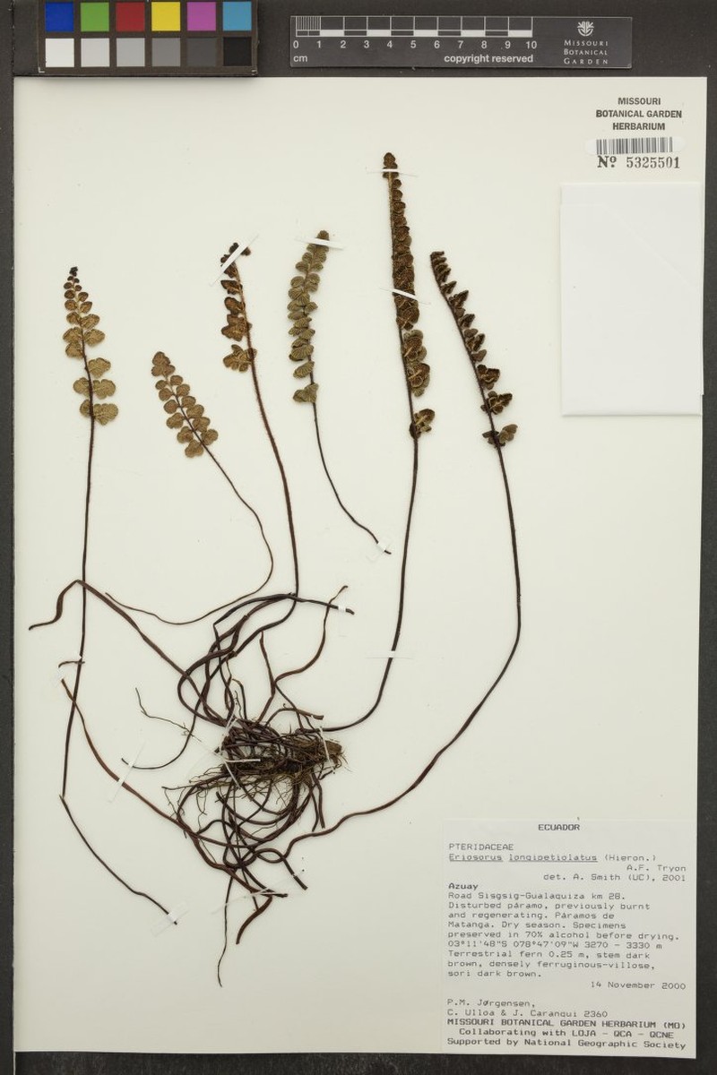 Jamesonia longipetiolata photo 5
