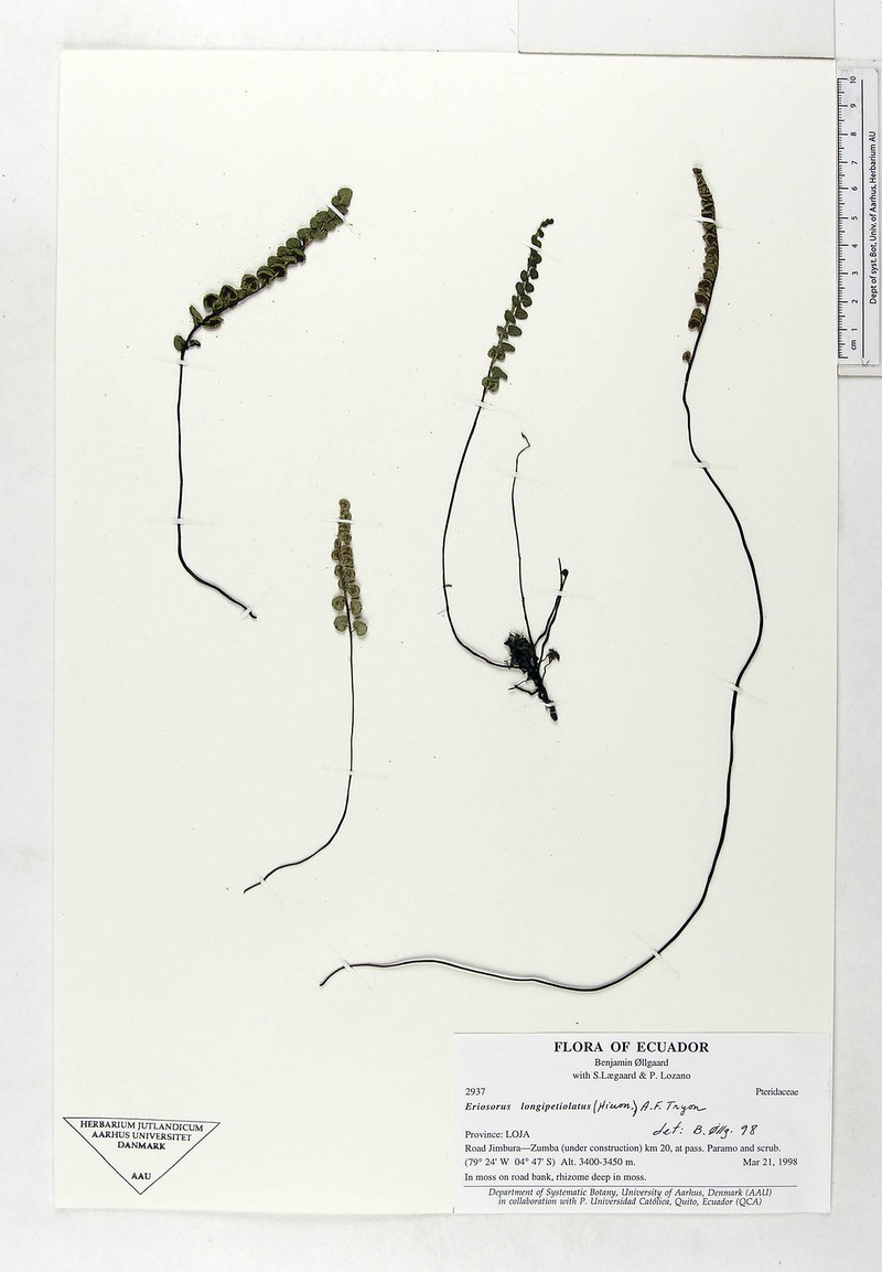 Jamesonia longipetiolata photo 6
