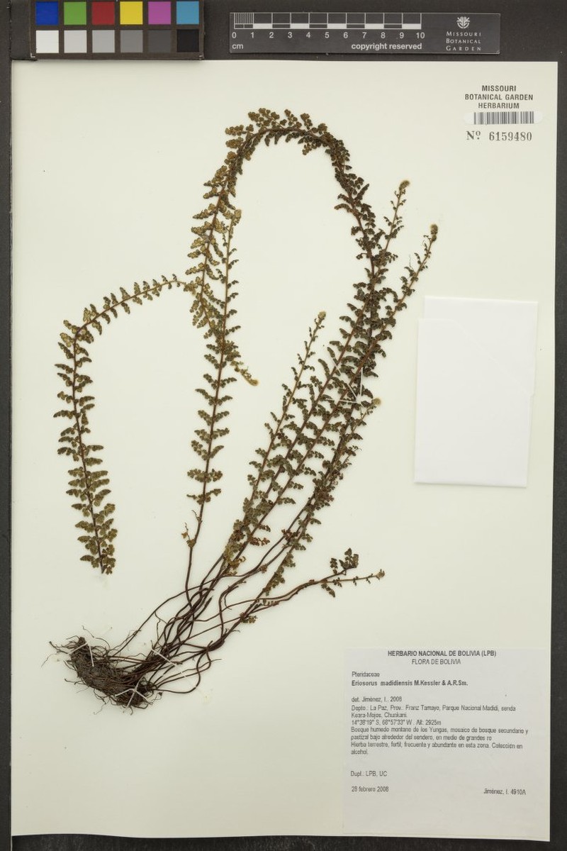 Jamesonia madidiensis