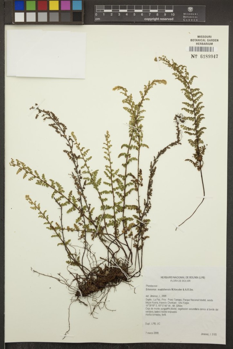 Jamesonia madidiensis photo 2