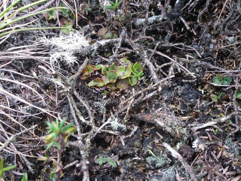 Jamesonia maxonii photo 2