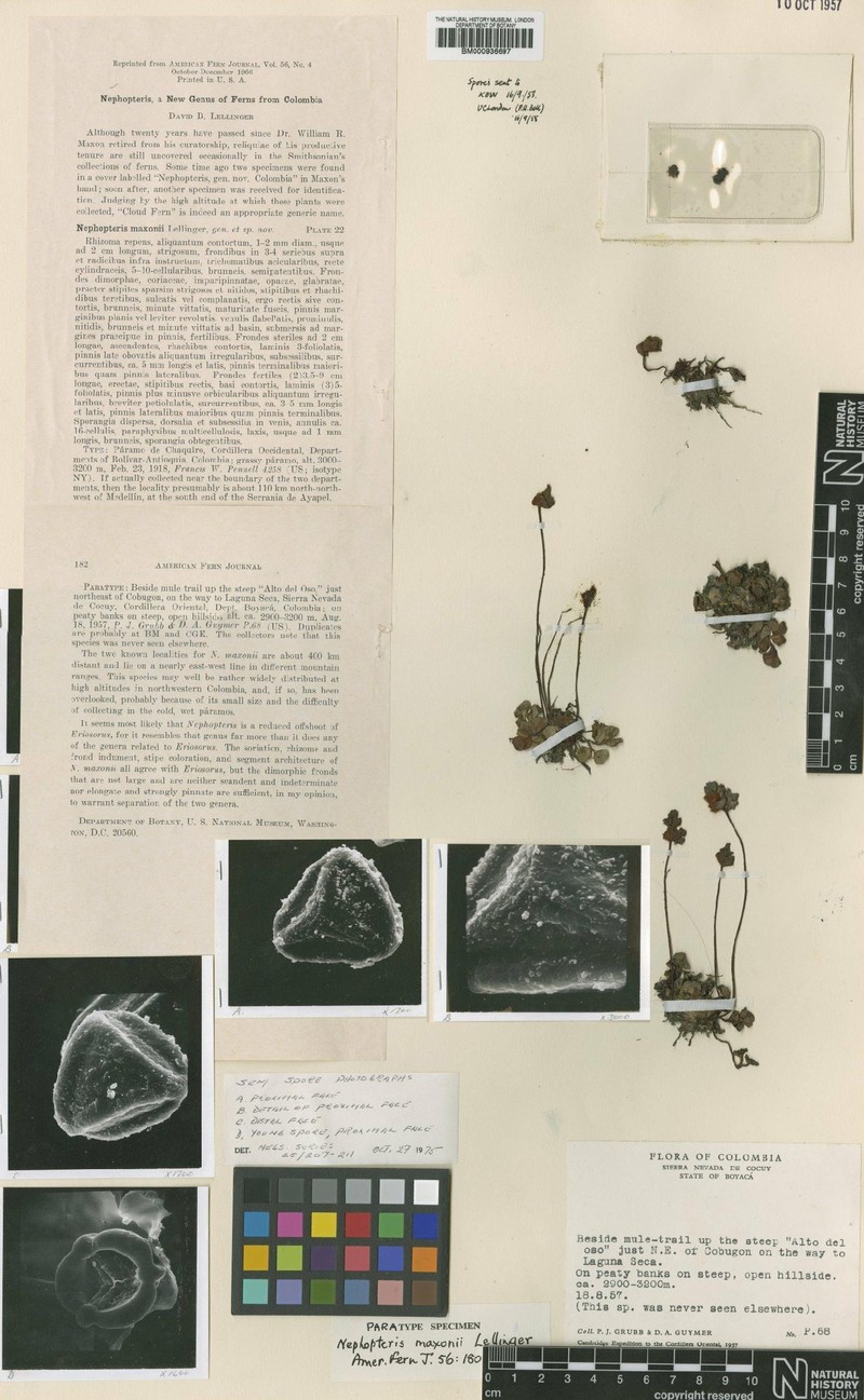 Jamesonia maxonii photo 3
