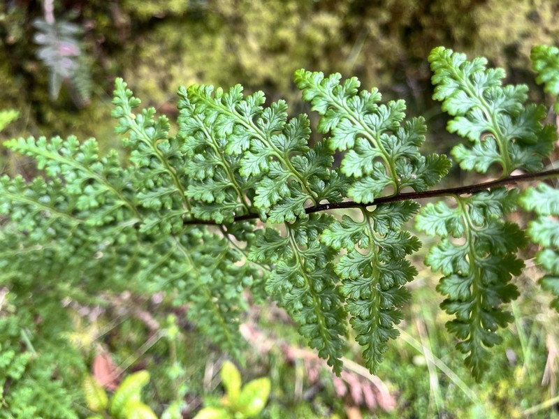 Jamesonia novogranatensis