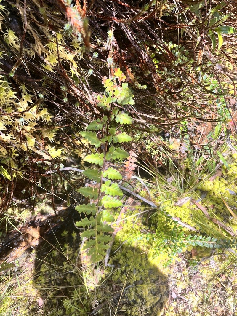 Jamesonia novogranatensis photo 2