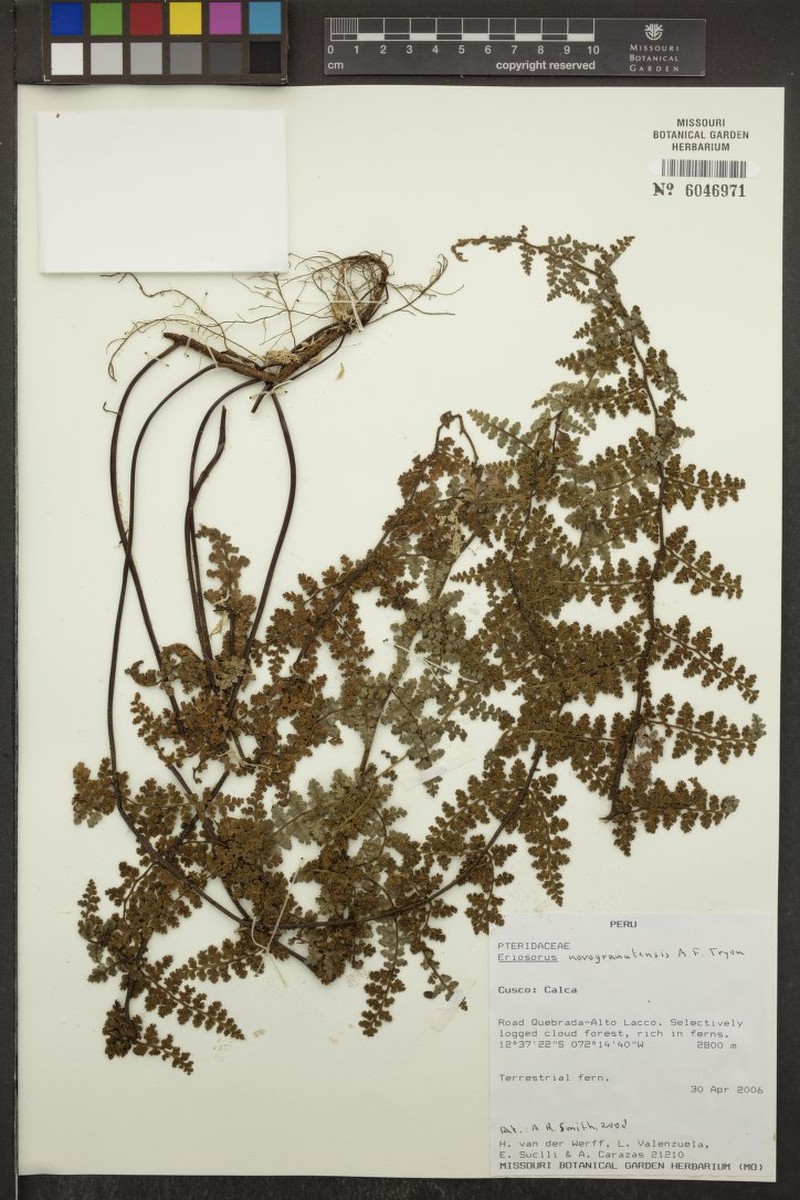 Jamesonia novogranatensis photo 3