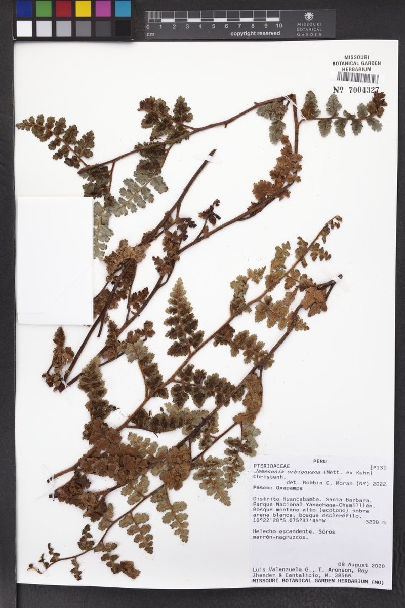 Jamesonia orbignyana
