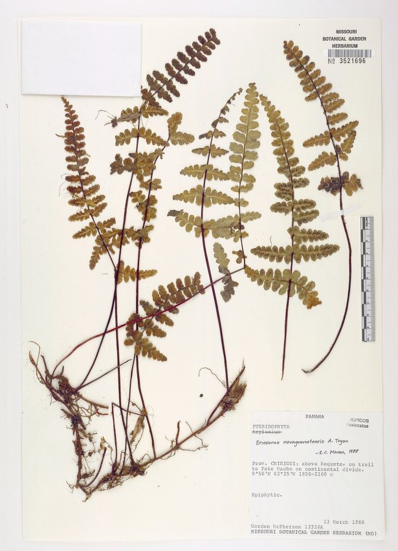 Jamesonia panamensis