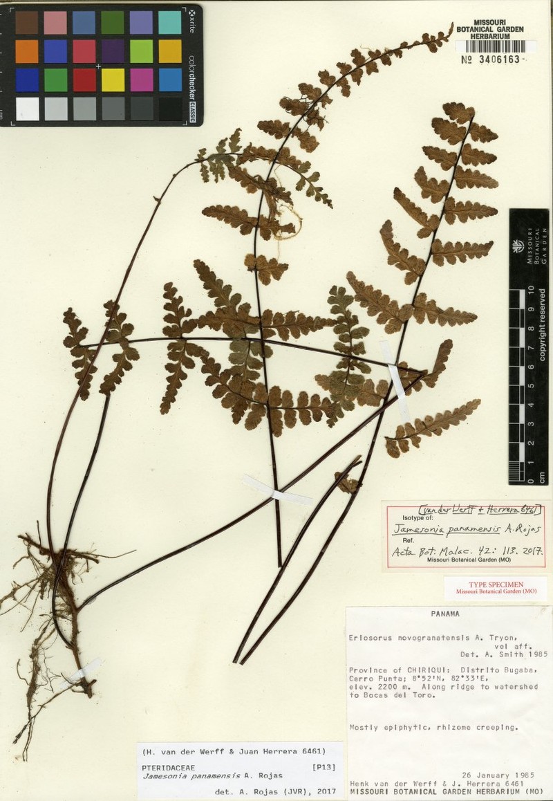 Jamesonia panamensis photo 2