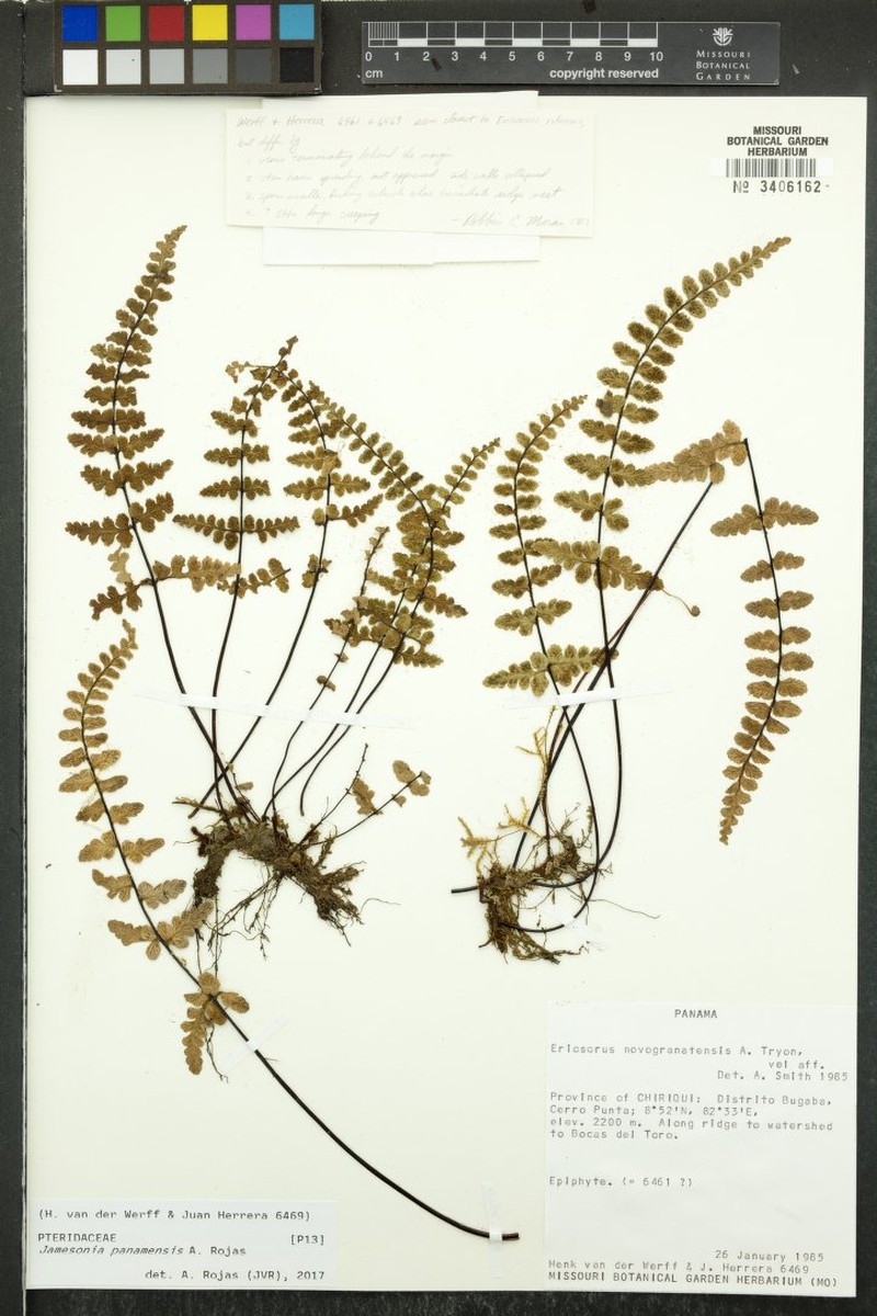 Jamesonia panamensis photo 3