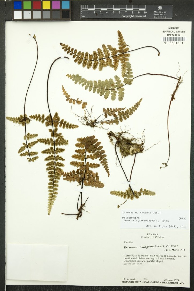 Jamesonia panamensis photo 4