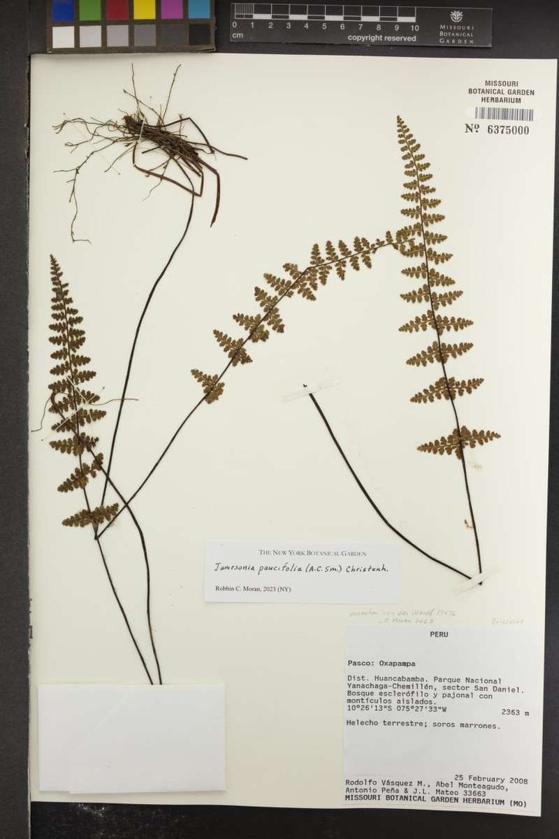 Jamesonia paucifolia