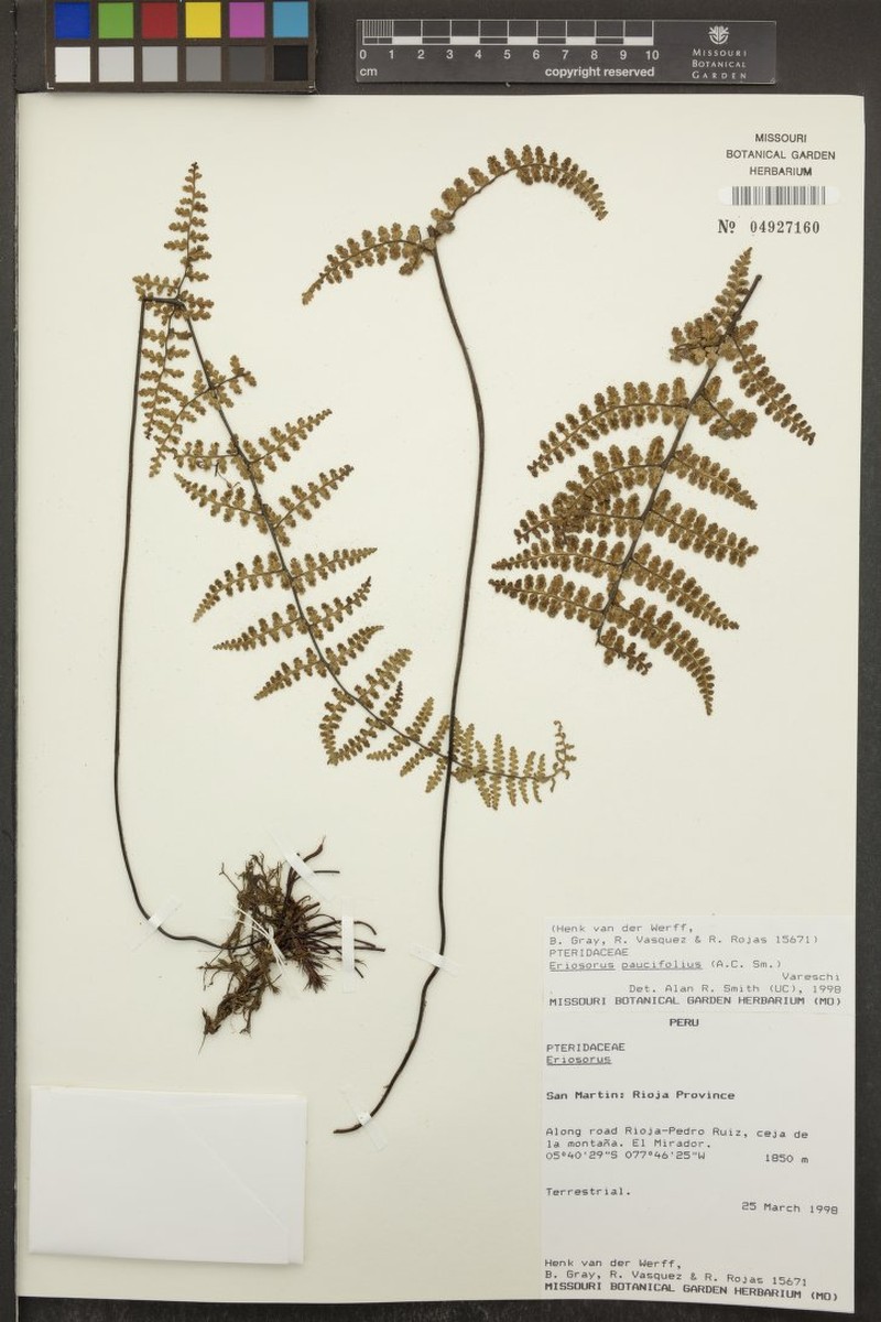 Jamesonia paucifolia photo 2