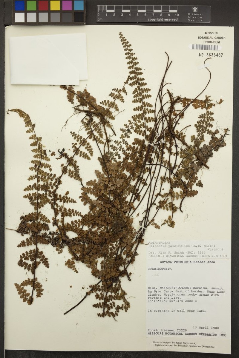 Jamesonia paucifolia photo 3