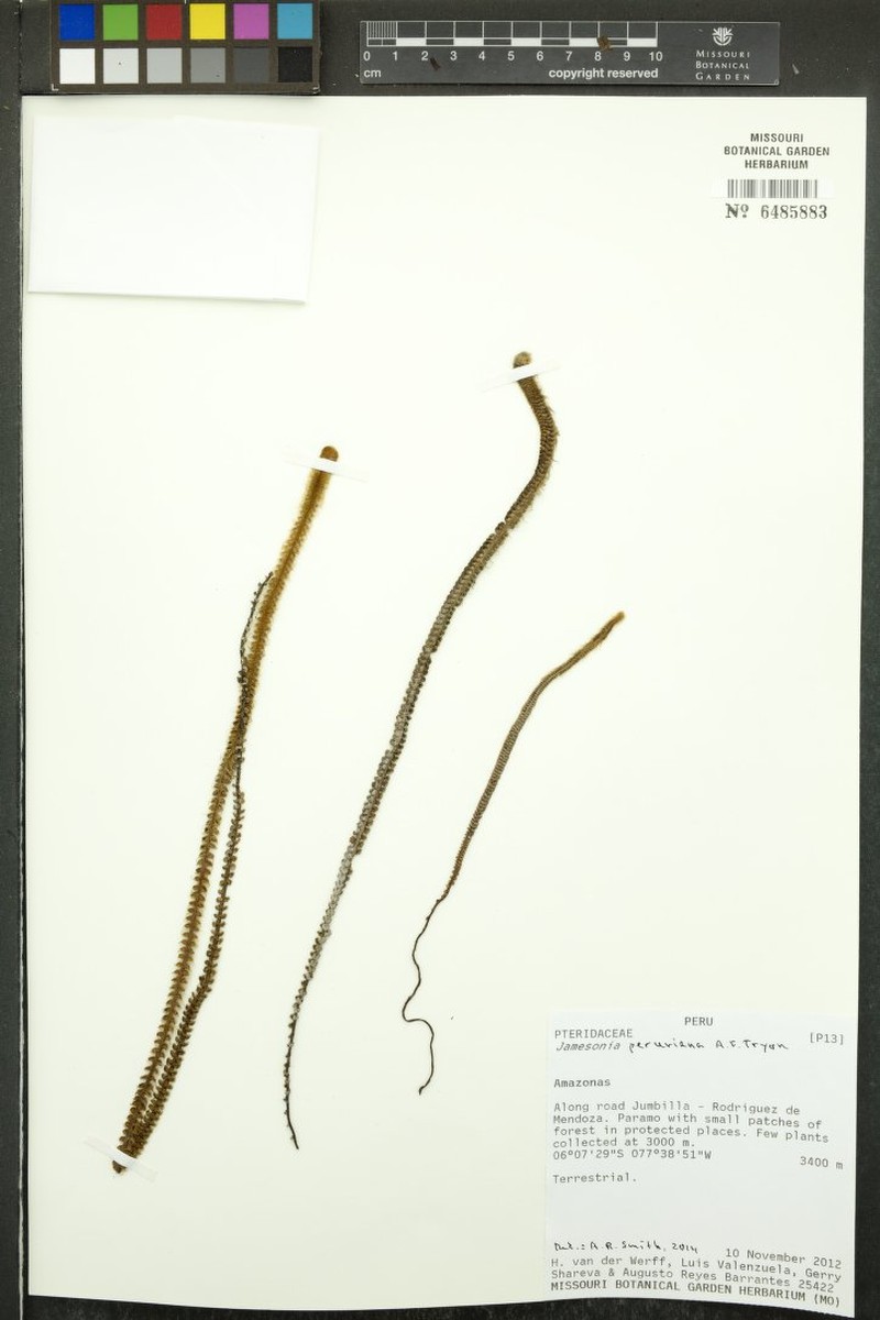 Jamesonia peruviana photo 2