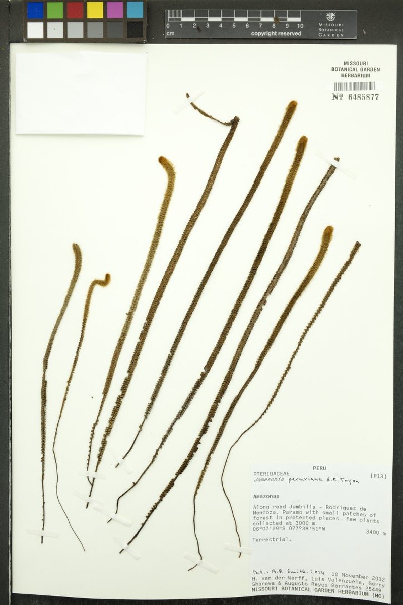 Jamesonia peruviana photo 3