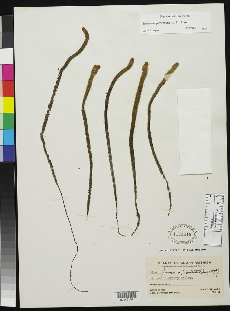 Jamesonia peruviana