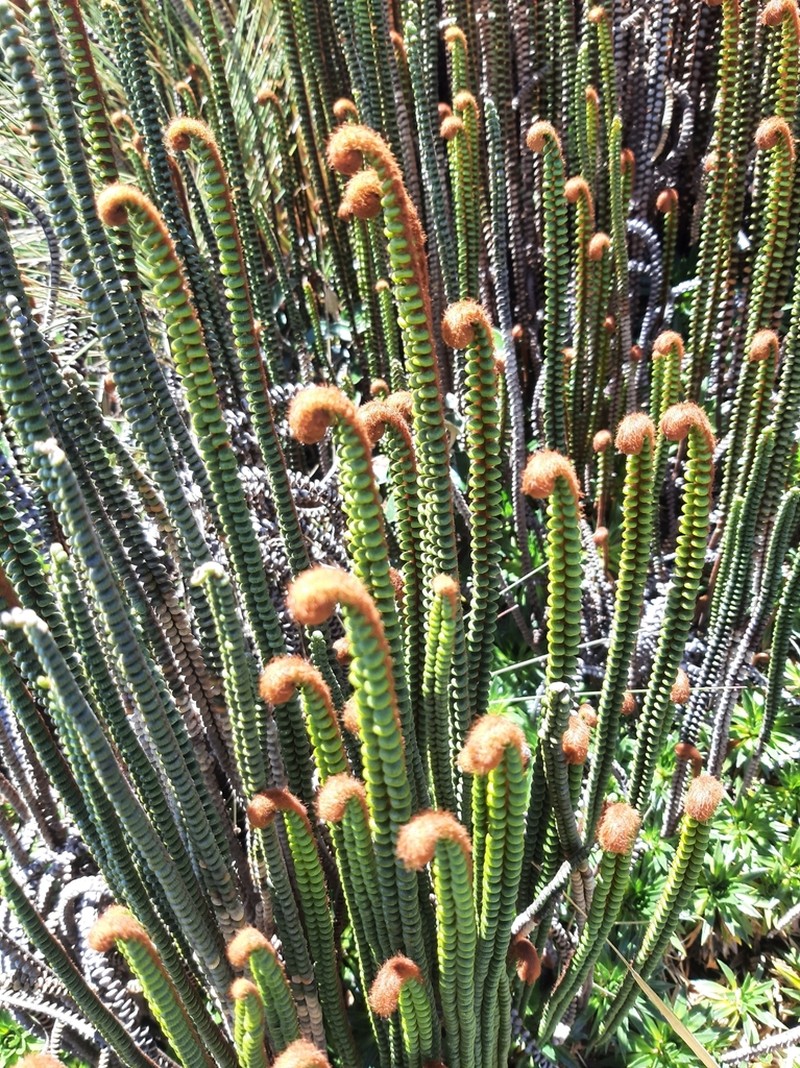 Jamesonia pulchra