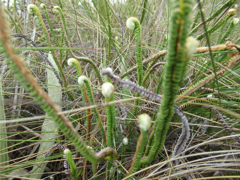 Jamesonia pulchra photo 2