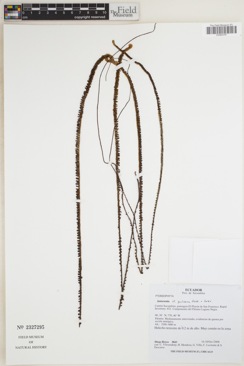 Jamesonia pulchra photo 3