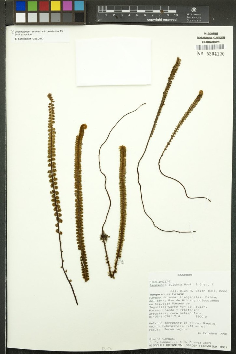 Jamesonia pulchra photo 4