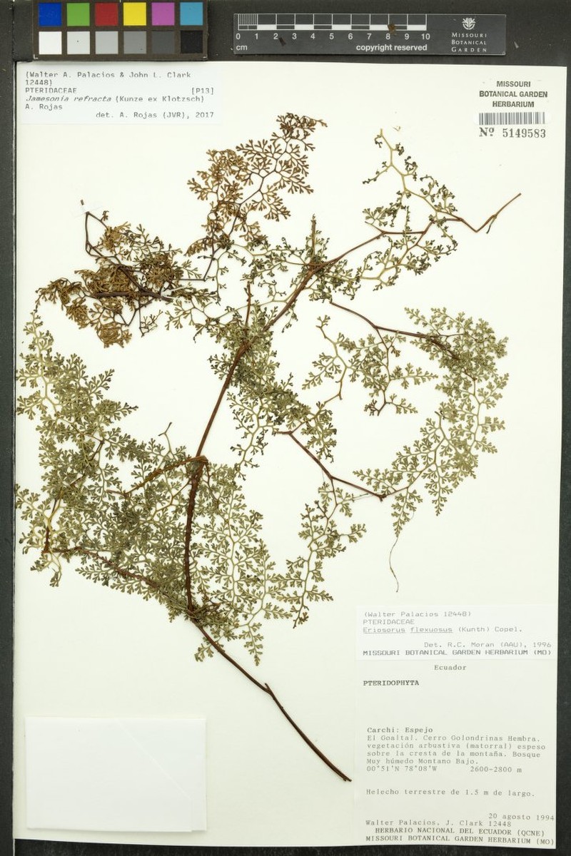 Jamesonia refracta