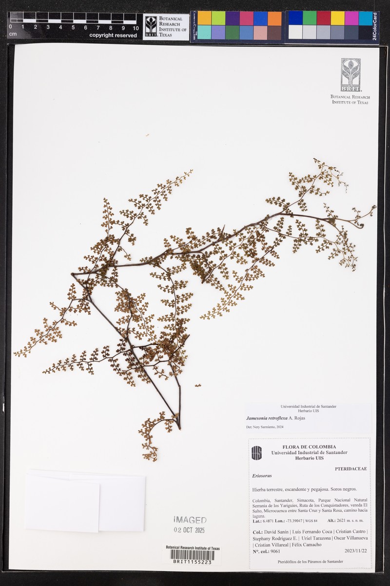 Jamesonia retroflexa