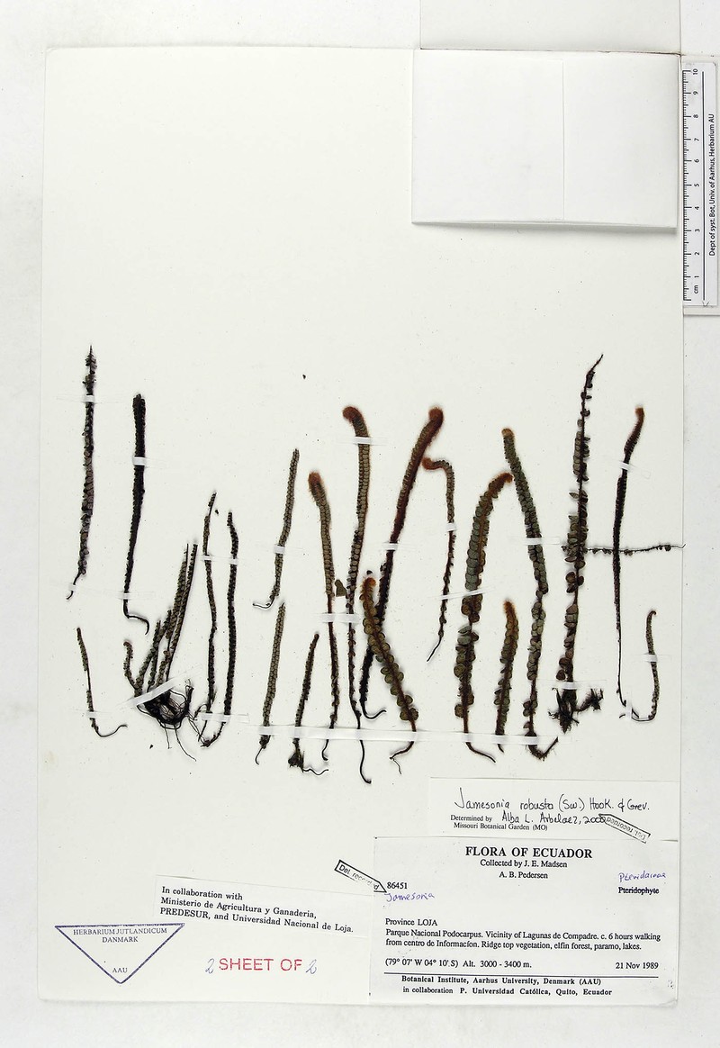 Jamesonia robusta