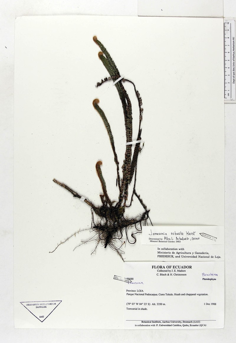 Jamesonia robusta photo 2