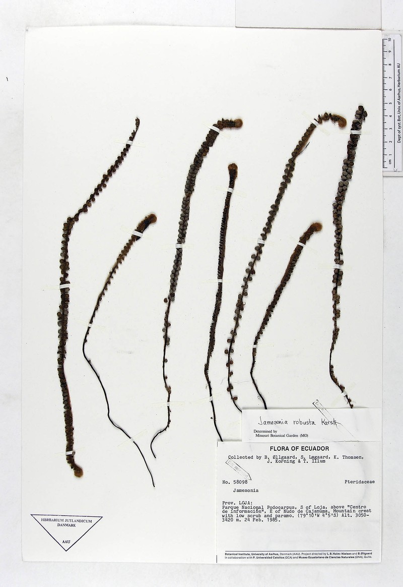 Jamesonia robusta photo 3