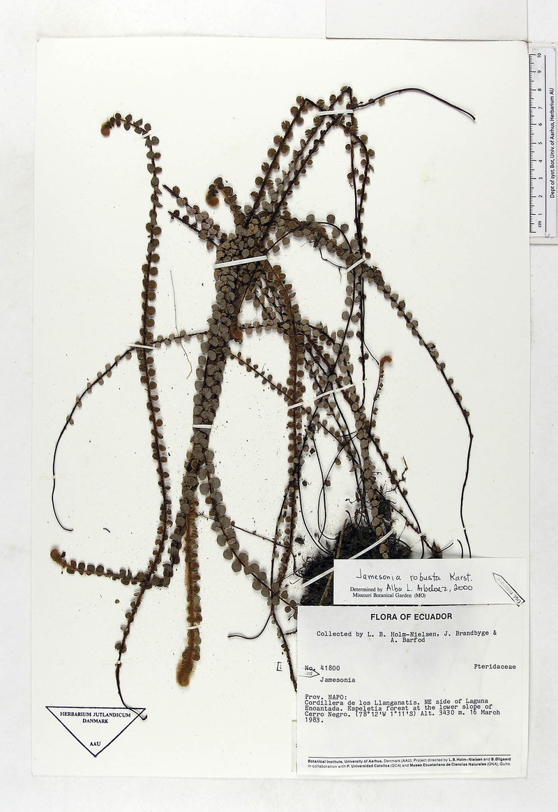 Jamesonia robusta photo 4