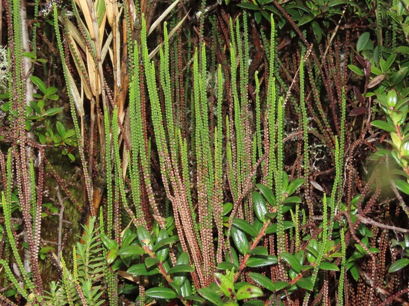 Jamesonia rotundifolia